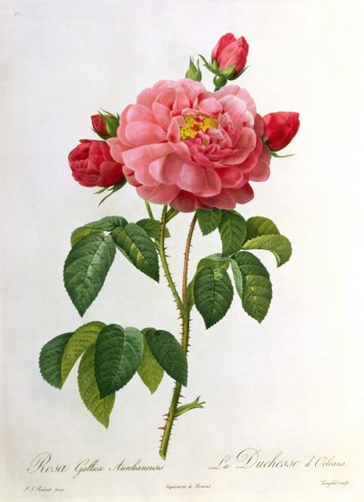 Rosa Gallica Aurelianensis, gravée par Eustache Hyacinthe Langlois (1777-1837) - Pierre Joseph Redouté