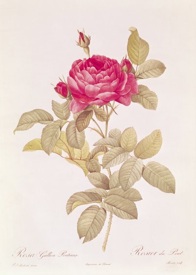 Rosa Gallica Pontiana, de 