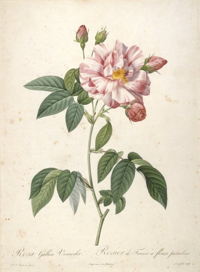 Rosa Gallica Versicolor, Rosier de France à fleurs panachées, du Les Roses, 1817-24 - Pierre Joseph Redouté