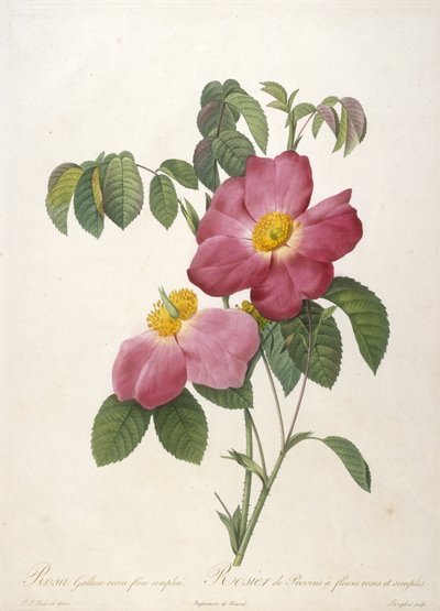 Rosa Gallica rosea flore simplici, Rosier de Provins à fleurs roses et simples, du La Couronne Des Roses, 1817-24 - Pierre Joseph Redouté