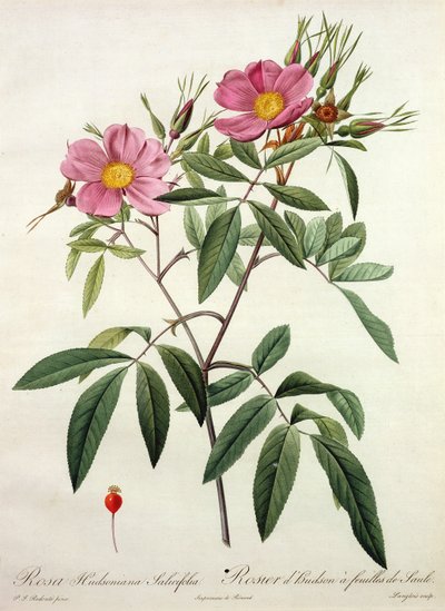 Rosa Hudsoniana Salicifolia, gravé par Langlois, publié par Remond - Pierre Joseph Redouté