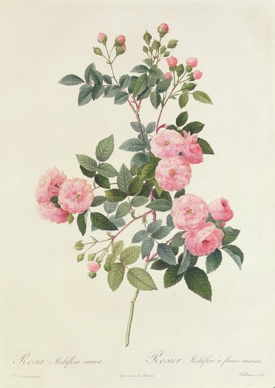 Rosa Multiflora Carnea - Pierre Joseph Redouté