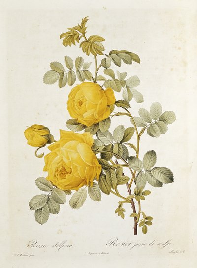 Rosa Sulfurea (Rose Jaune) de 
