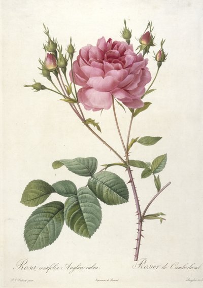 Rosa centifolia Anglica rubra, Rosier de Cumberland, du Les Roses, 1817-24 - Pierre Joseph Redouté