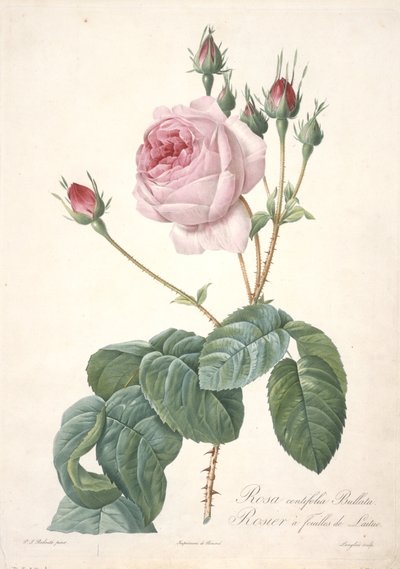 Rosa centifolia Bullata, Rosier à feuilles de Laitue, du Les Roses, 1817-24 - Pierre Joseph Redouté