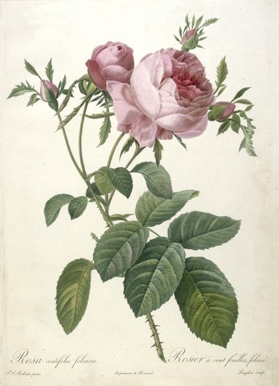 Rosa centifolia foliacea, Rosier à cent feuilles, foliace, du Les Roses, 1817-24 - Pierre Joseph Redouté