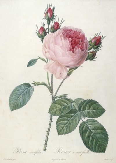 Rosa centrifolia, Rosier à cent feuilles, du Les Roses, 1817-24 - Pierre Joseph Redouté