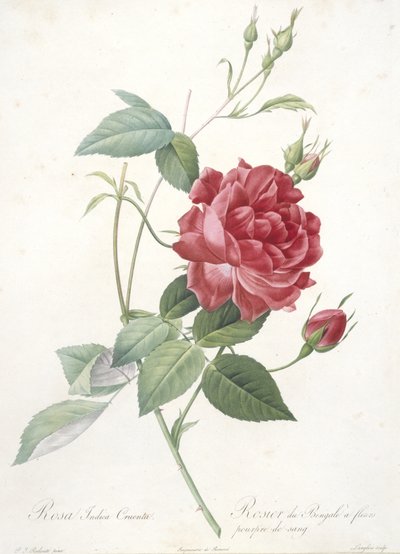 Rosa indica cruenta, Rosier du Bengale à fleurs pourpre de sang, du Les Roses, 1817-24 - Pierre Joseph Redouté