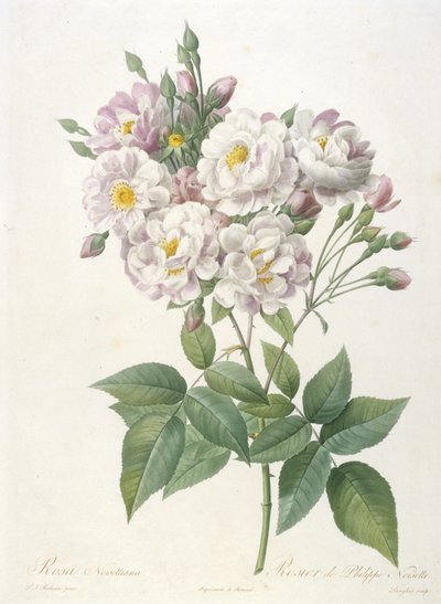 Rosa noisettiana, Rosier de Philippe de Noisette, du La Couronne des Roses, 1817-24 - Pierre Joseph Redouté