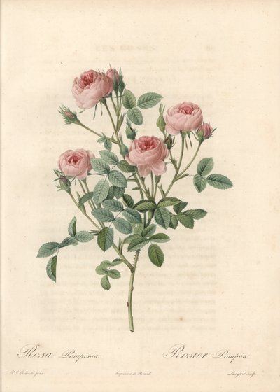 Rose de Meaux à fleurs roses - Eau-forte de Langlois, d