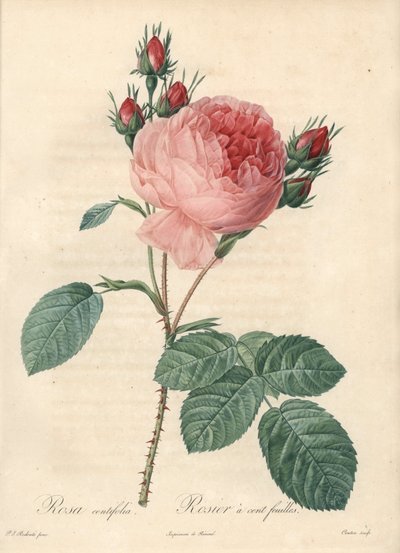 Rose cent feuilles (cent feuilles) - Eau-forte de Charlin, d