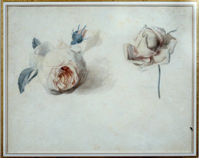 Étude de rose Aquarelle par Pierre Joseph Redouté (1759-1840) 19e siècle Malmaison, musée du château. - Pierre Joseph Redouté
