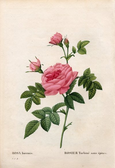 Rose sans épine, Rosa francofurtana variété, Rosier turbine sans épine. Gravure en taille-douce coloriée à la main de Pierre Joseph Redouté « Les Roses », Paris - Pierre Joseph Redouté