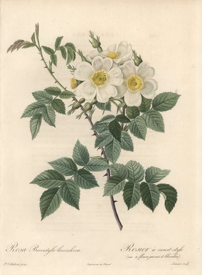 Rosier à style court, variété à fleurs jaunes et blanches (eau-forte de Langlois Charlin, d