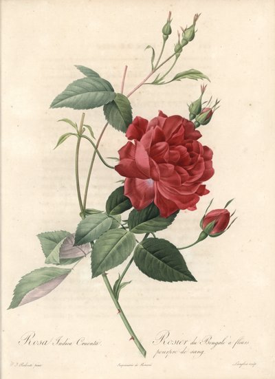 Rosier de Chine (eau-forte de Langlois, d