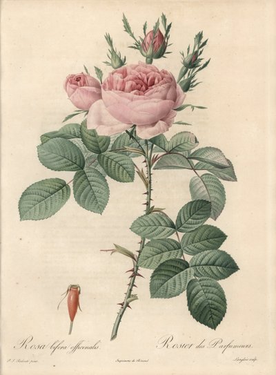 Rosier de Damas - Eau forte de Langlois, d