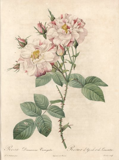 Rosier de Damas, variété York et Lancaster - Eau-forte de Bessin, d