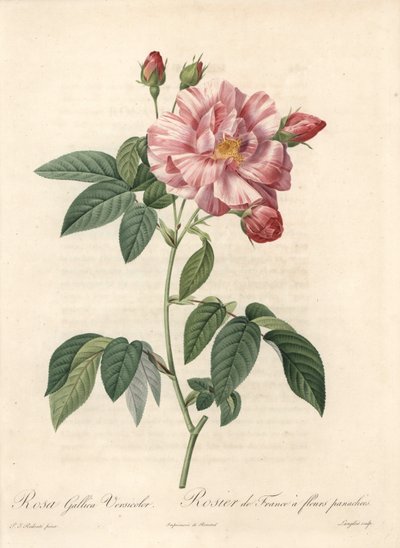 Rosier de France ou rose de Provins, variété versicolor - Eau-forte de Langlois, d
