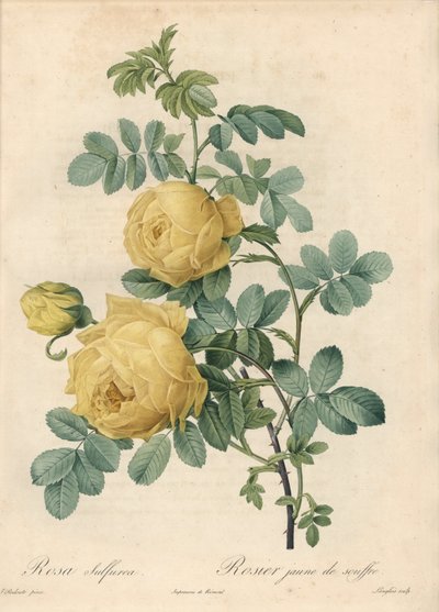 Rosier des Turcs - Eau forte de Langlois, d