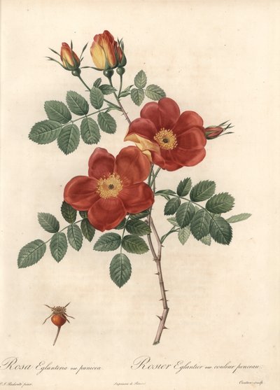 Rosier fétide ou ronce d