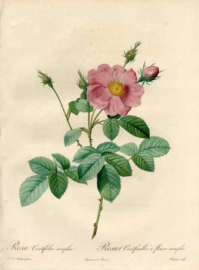 Rosier cent feuilles avec fleurs simples - Eau-forte de Chapuy, d