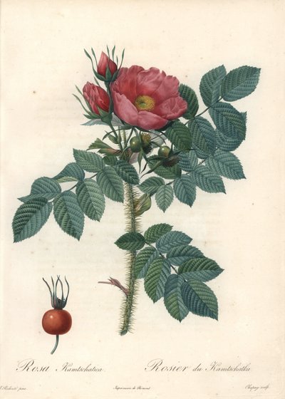 Églantier ou rose de Kamtchatka - Eau forte de Chapuy, d