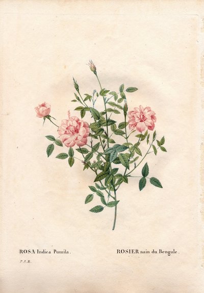 Rose Rouletii - Pierre Joseph Redouté
