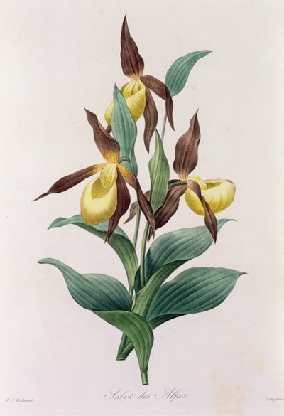 Sabot des Alpes - Pierre Joseph Redouté