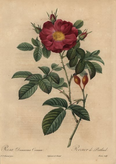 Rose damas écarlate, Rosa damascena - Pierre Joseph Redouté