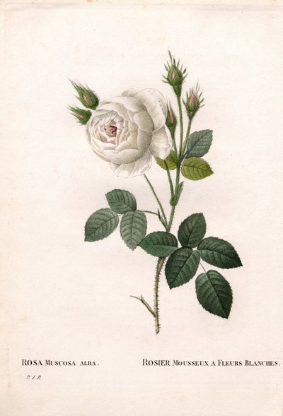 Rose mousseuse blanche de Shailer, Rosa centifolia var. alba-muscosa, Rose étincelante aux fleurs blanches. Gravure en taille-douce en couleur de Pierre Joseph Redouté, « Les Roses », Paris - Pierre Joseph Redouté