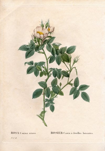 Églantier à feuilles brillantes, Rosa canina variété, Églantier à feuilles brillantes. Gravure en taille-douce coloriée à la main de Pierre Joseph Redouté « Les Roses », Paris - Pierre Joseph Redouté