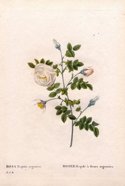 Rose à fleurs argentées, Rosa tomentosa variété, Rose rose à fleurs argentées. Gravure en taille-douce coloriée à la main de Pierre Joseph Redouté « Les Roses », Paris - Pierre Joseph Redouté
