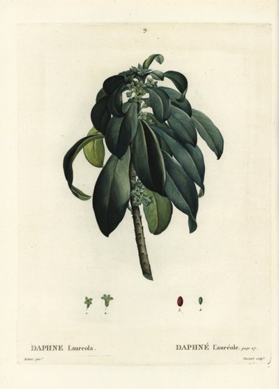 Daphne laureola. Gravure en stipple colorée à la main par Tassaert d