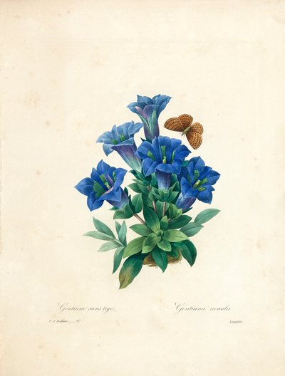 Gentiane sans tige, de 