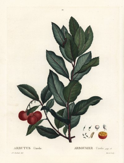 Arbousier, Arbutus unedo. Gravure en manière noire colorée à la main d
