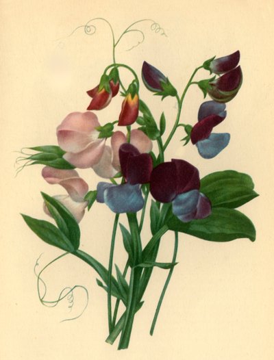 Pois de senteur : Lathyrus odoratus - Pierre Joseph Redouté