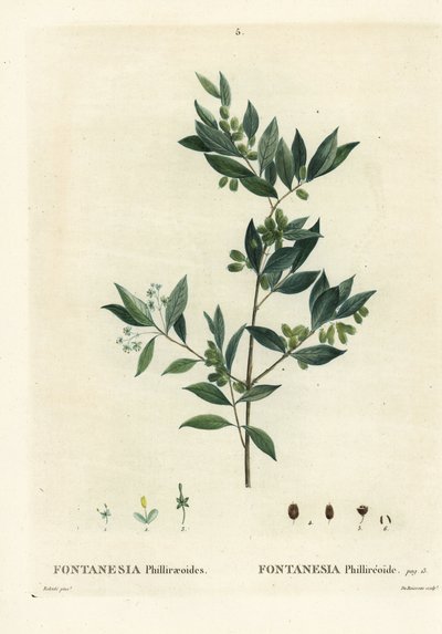 Fontanesia phillyreoides. Gravure en stipple colorée à la main par Du Ruisseau d