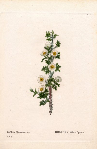 Rose à mille épines, Rose myriacantha, Rose à mille épines. Gravure au pointillé en couleur de Pierre Joseph Redouté « Les Roses », Paris - Pierre Joseph Redouté