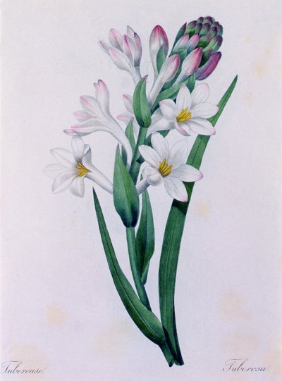 Tuberosa - Pierre Joseph Redouté