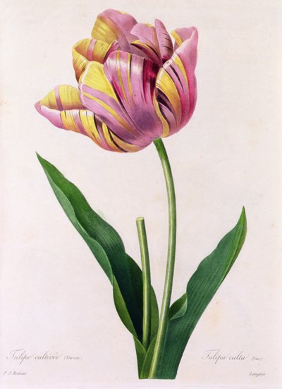Tulipa Culta - Pierre Joseph Redouté