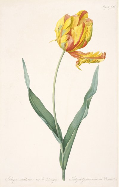 Tulipa Gesneriana var. Dracontia Tulipe perroquet, 1816 - Pierre Joseph Redouté