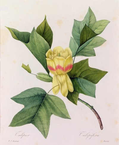 Tulipifera - Pierre Joseph Redouté
