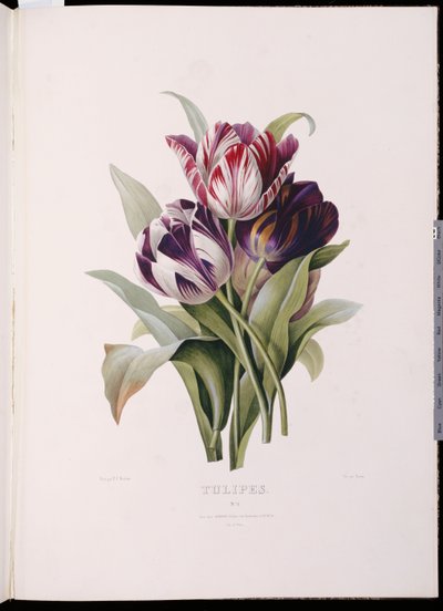 Tulipes, de "Une belle série de bouquets floraux" - Pierre Joseph Redouté