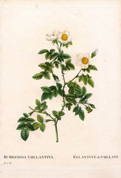 Rose églantine de Vaillant, Rosa rubiginosa variété, L
