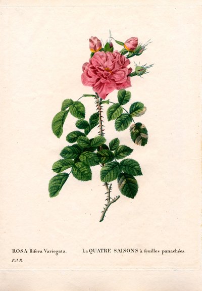 Rose des quatre saisons panachée, Rosa damascena var. bifera. Gravure en taille-douce en couleur de Pierre Joseph Redouté, « Les Roses », Paris - Pierre Joseph Redouté