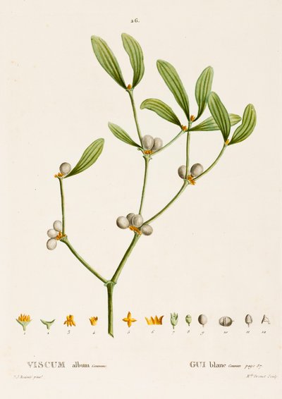 Viscum album L. Gui, vers 1800-1830 - Pierre Joseph Redouté