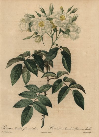 Rose musquée blanche, Rosa moschata - Pierre Joseph Redouté