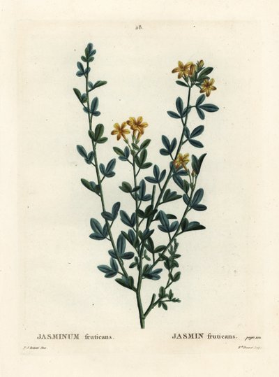 Jasmin sauvage ou jaune, Jasminum fruticans. Gravure en manière de crayon par Miss Brenet d