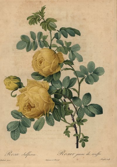 Rose soufre jaune, Rosa hemisphaerica - Pierre Joseph Redouté