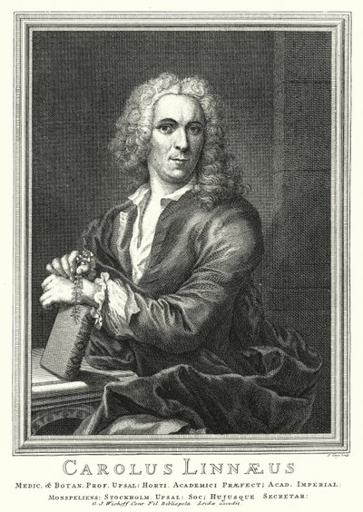 Carl von Linné, botaniste et zoologiste suédois (gravure) - Pierre Tanje
